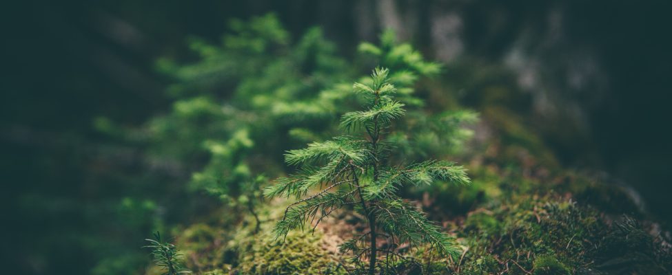 The European Union Regulation on Deforestation-free Products (EUDR) compliance with FSC and PEFC Chain of Custody schemes